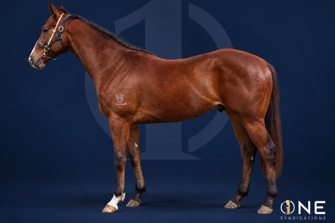 Profiteer x Nishka Colt